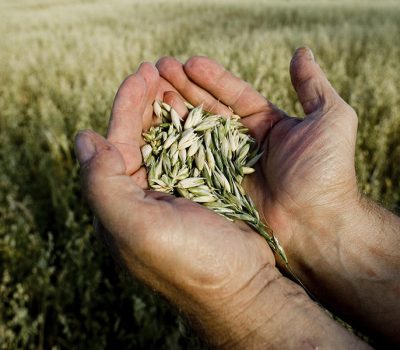 Agriculure (2) Agriculure (2)