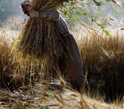 Agriculure (3) Agriculure (3)