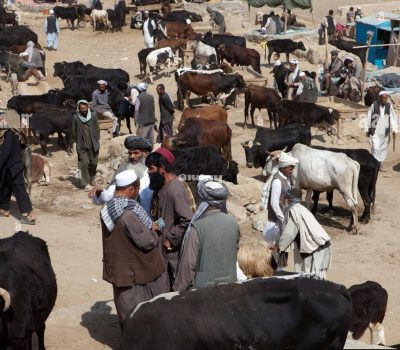 livestock-market-in-kabul-afghanistan-CY3TXF livestock-market-in-kabul-afghanistan-CY3TXF